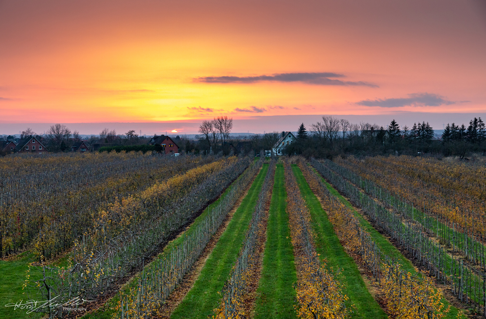 Altes Land im Dezember