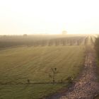 Altes Land im Nebel