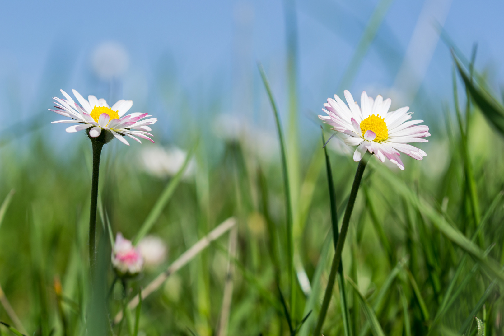 Altes Land IX - Gänseblümchen