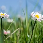 Altes Land IX - Gänseblümchen