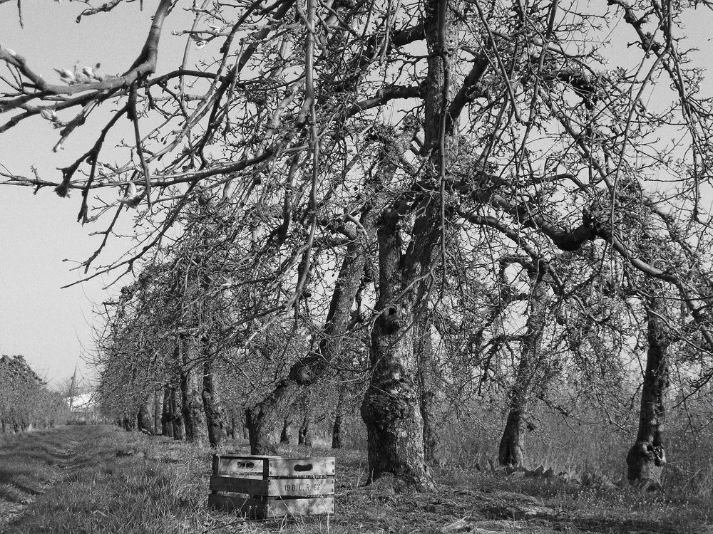 Altes Land - Schönes Land