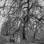 Altes Land - Schönes Land