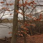 Altes Laub im Wind