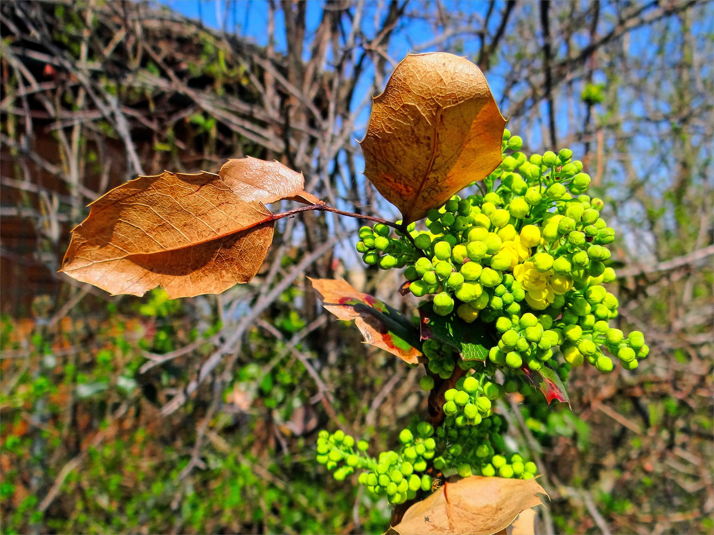 altes Laub - neue Blüte einer Mahonie