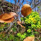 altes Laub - neue Blüte einer Mahonie