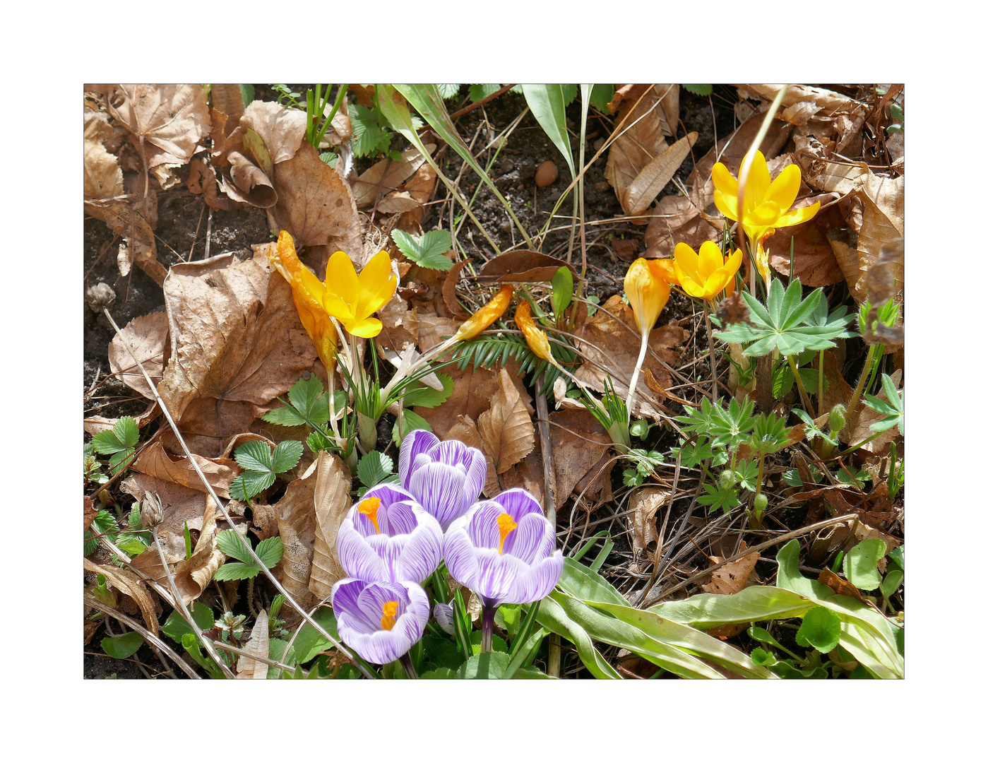 Altes Laub und neue Krokusse