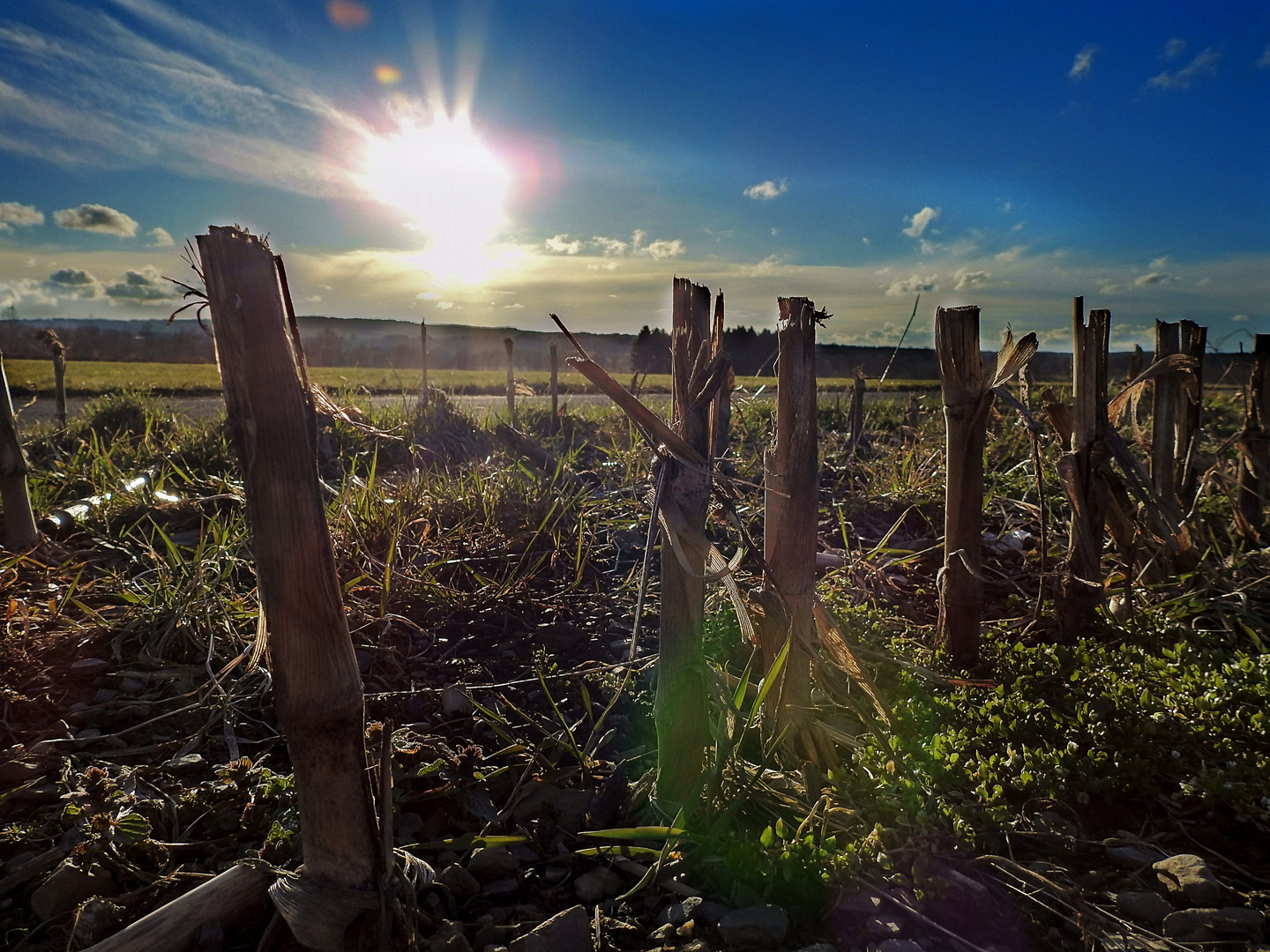 Altes Maisfeld im Gegenlicht