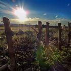 Altes Maisfeld im Gegenlicht