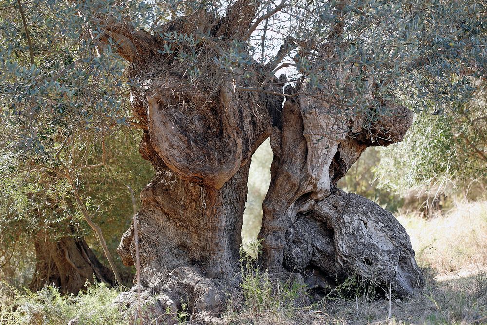altes Olivenbaumehepaar