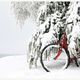 Opelfahrrad, zurckgezogen in den winterlichen Tannen