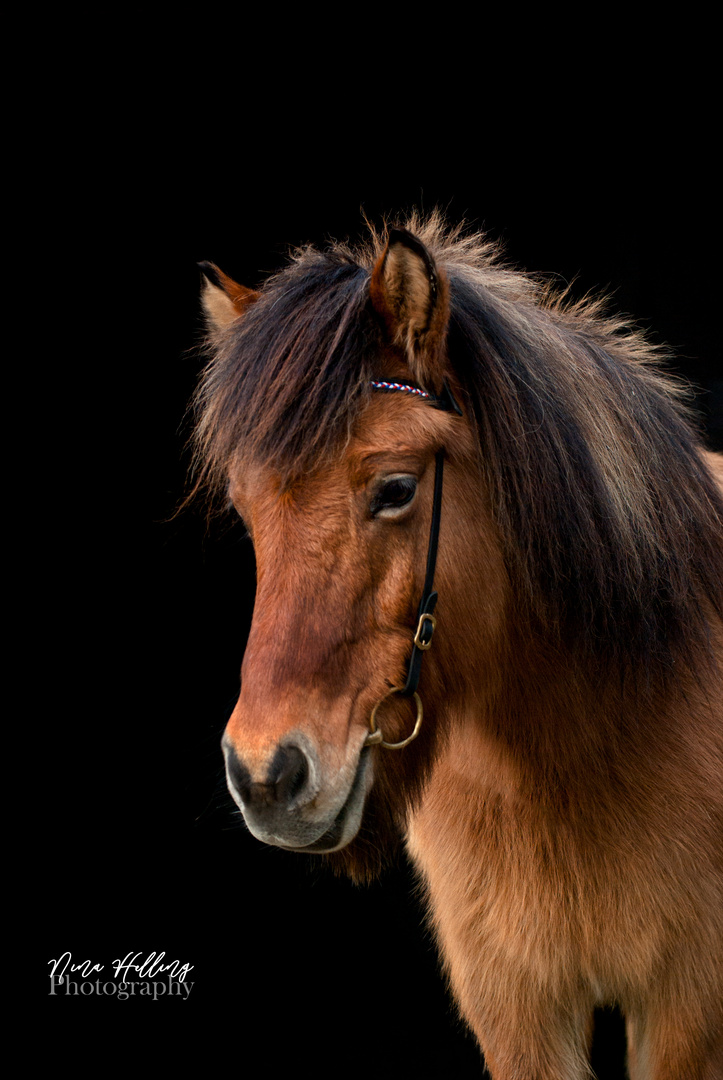 Altes Pferd vor schwarzem Hintergrund