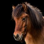 Altes Pferd vor schwarzem Hintergrund