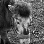 Altes Pony