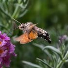 Altes Taubenschwänzchen zu Besuch auf einem Wandelröschen