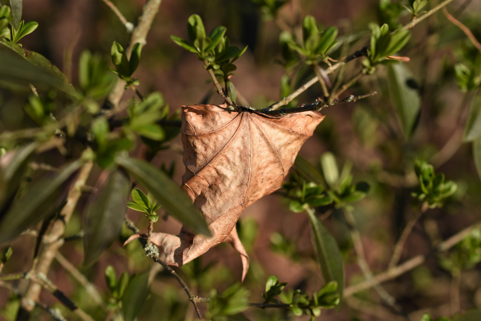 altes und neues, das gibt es auch in der Natur