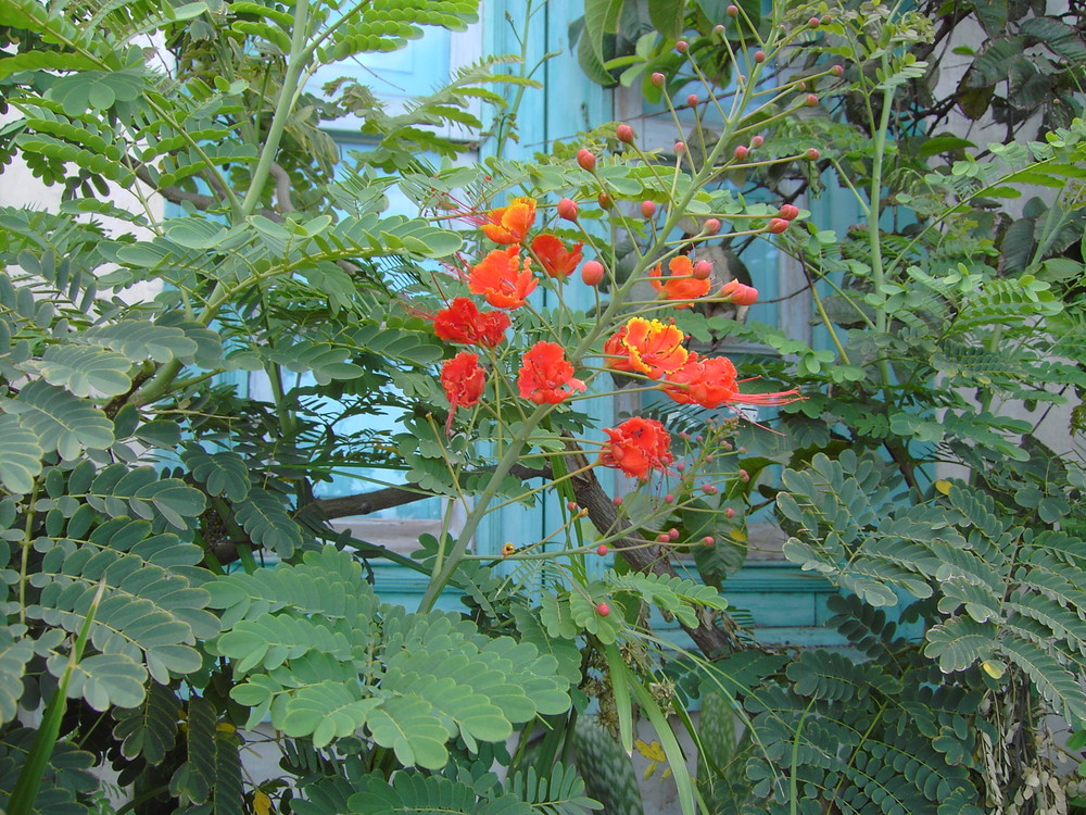 Altes verdecktes Haus auf La Gomera