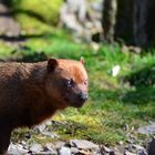 Altes Waldhund-Weibchen 