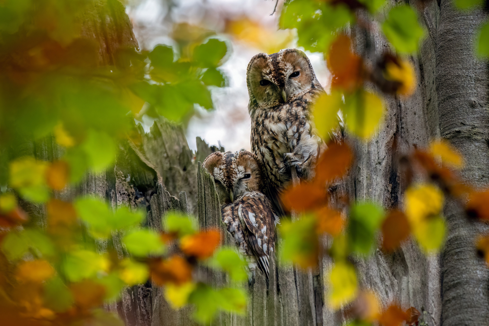 Altes Waldkauzpaar