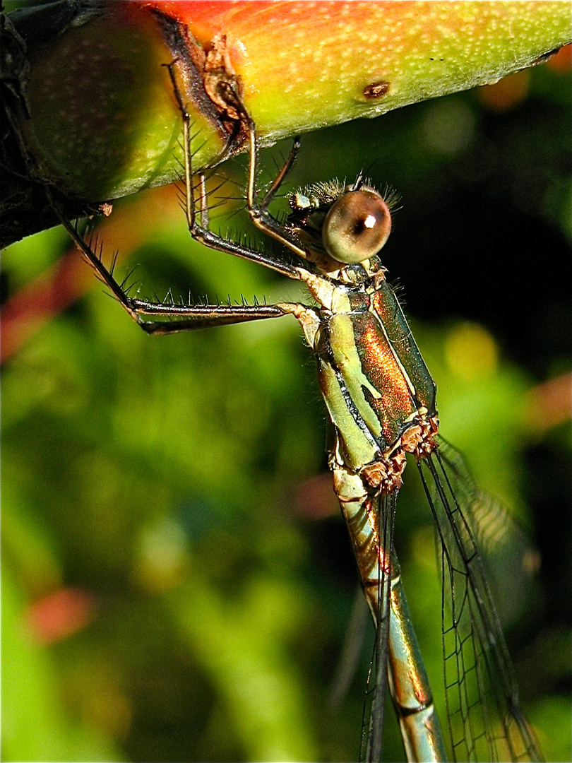 Altes Weibchen der Gemeinen Weidenjungfer (Chalcolestes viridis), . . .