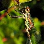 Altes Weibchen der Gemeinen Weidenjungfer (Chalcolestes viridis), . . .