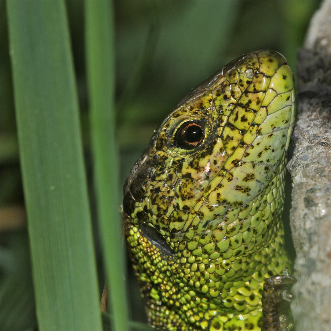 Altes Zauneidechsenmännchen (Lacerta agilis) beim Sonnen