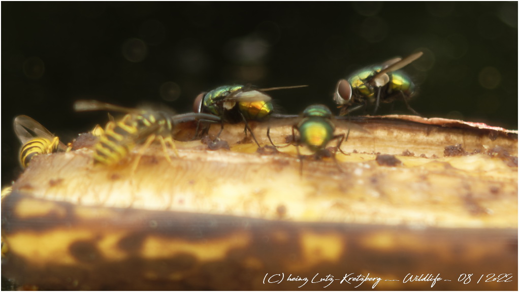 Altglas Fotografie 