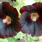 Althaca rosea (Schwarze Pappelrose)