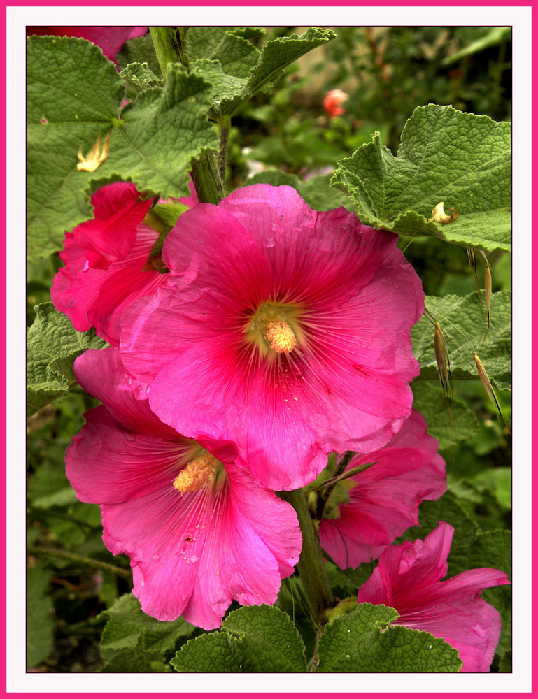 Althaea officinalis