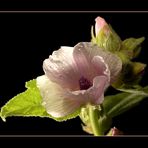 Althaea officinalis L.