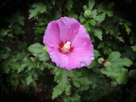 Althéa Hibiscus syriacus 