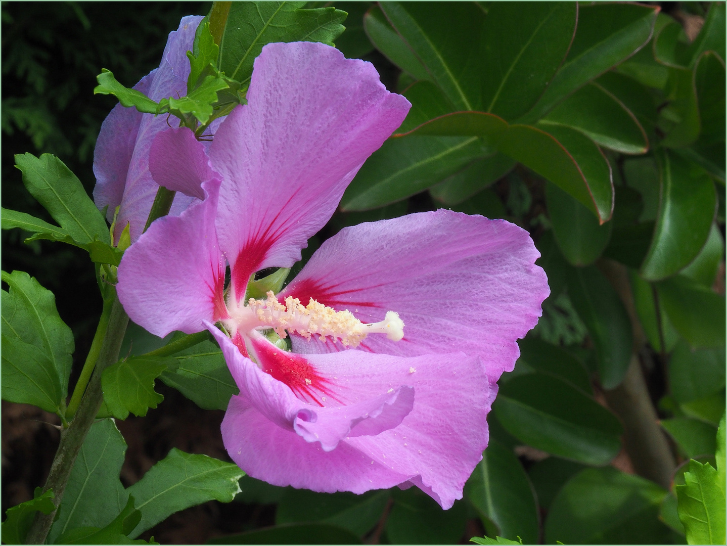 Althea l’Oiseau Bleu