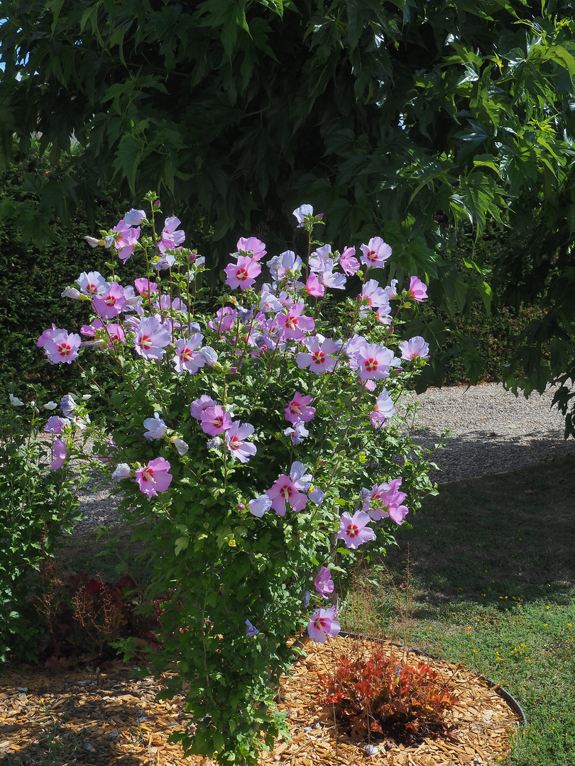 		Althea l’oiseau bleu…