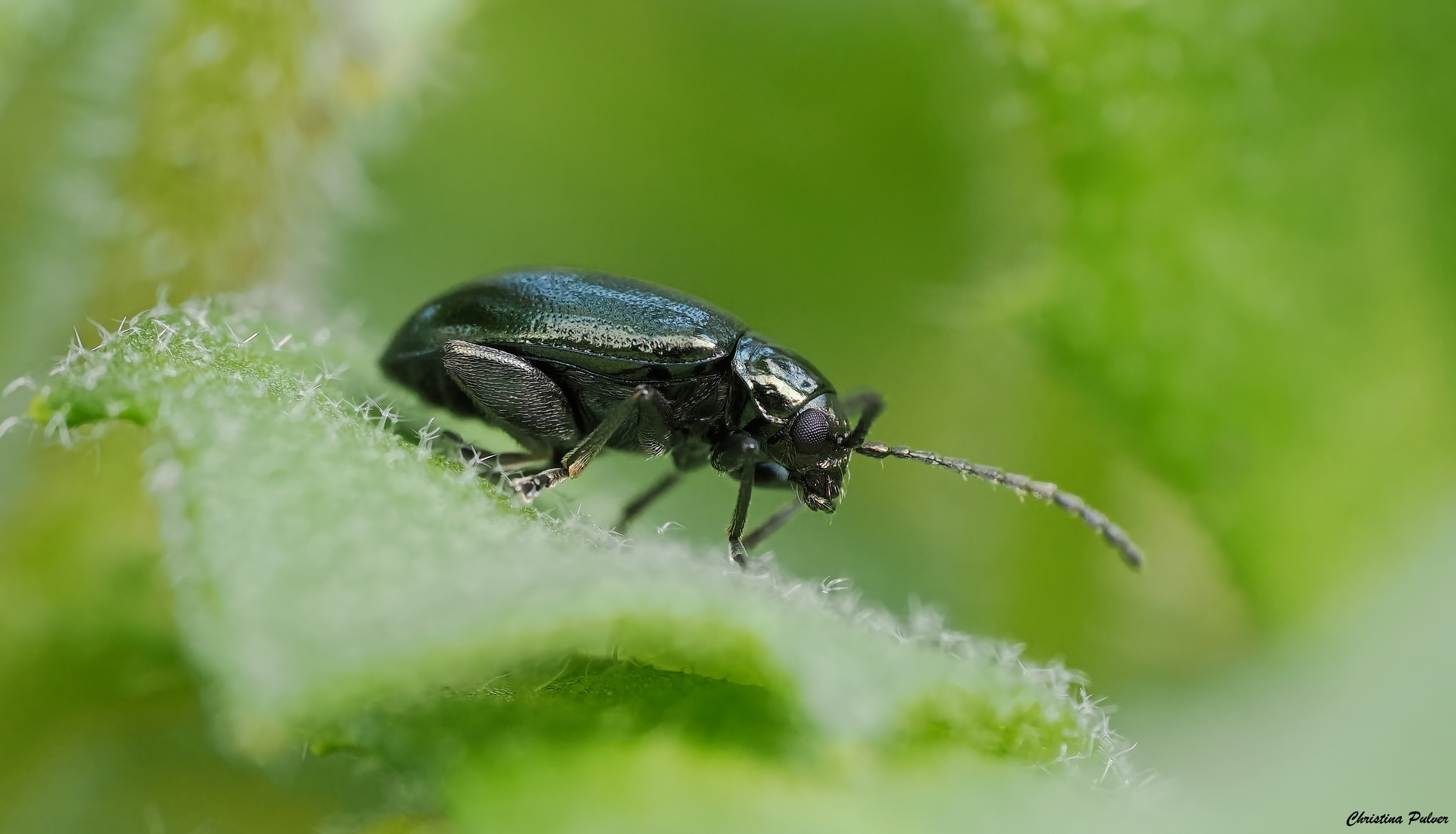 Altica oleracea oder einfach Blattkäfer, Erdfloh