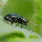 Altica oleracea oder einfach Blattkäfer, Erdfloh