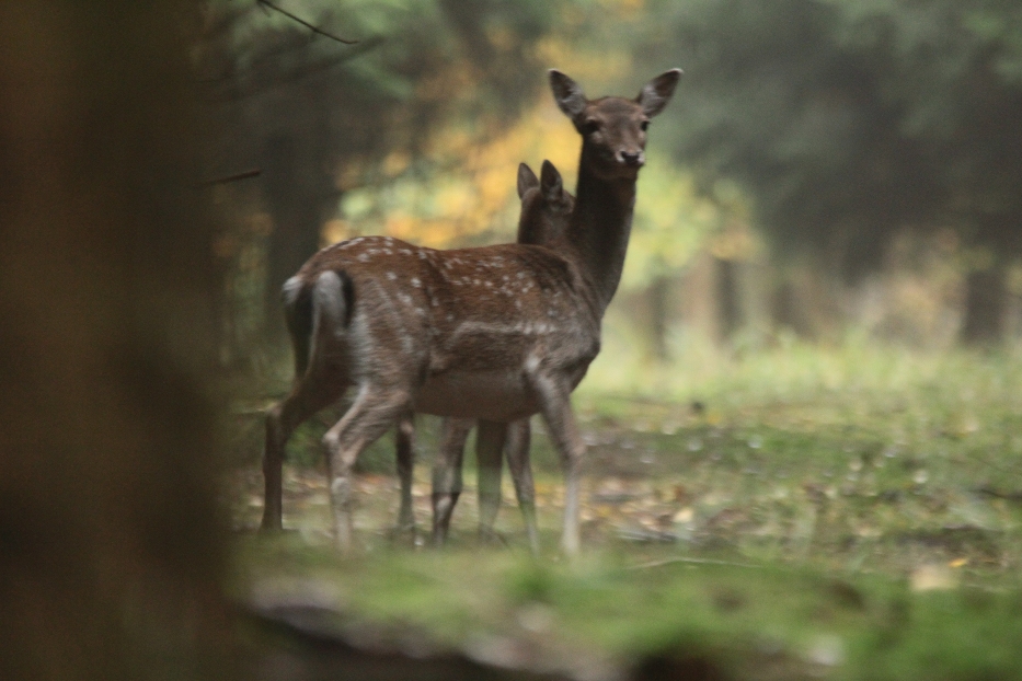 Altier mit Kalb kurtz vor der Flucht