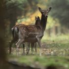 Altier mit Kalb kurtz vor der Flucht