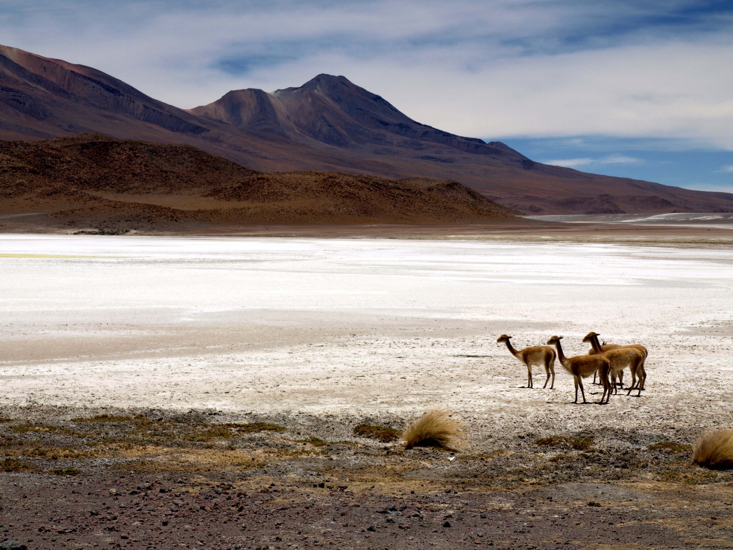 Altiplano