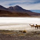 Altiplano