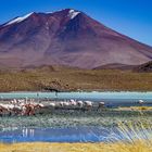 Altiplano:  Farbenfrohe Lagunenidylle ...