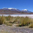 Altiplano - Laguna Hedionda auf ca. 4.105 m Höhe