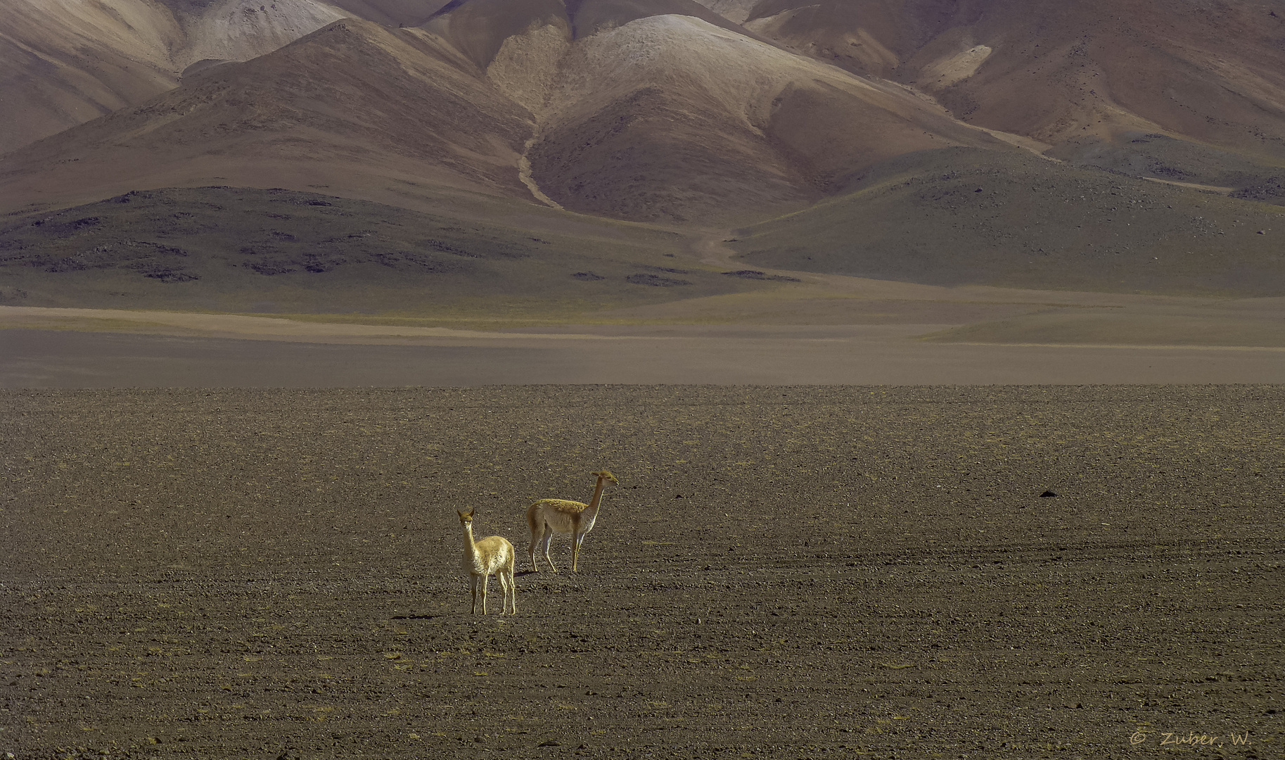 Altiplano:     Unglaublich, ...