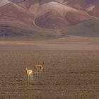 Altiplano:     Unglaublich, ...