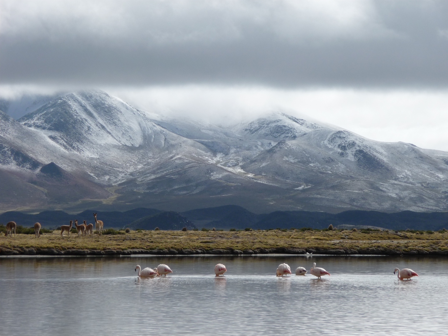 Altiplano Wildlife