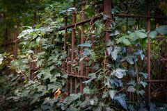 Altkloster Friedhof Buxthu