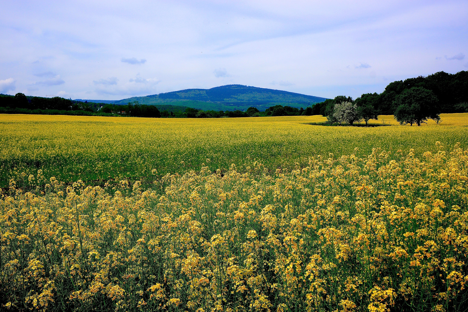 Altkönig, Berg der Kelten und Römer, Schwalbach am Taunus