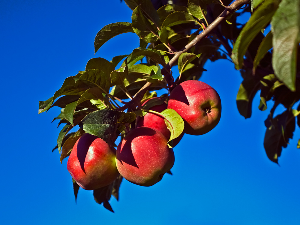Altländer Äpfel