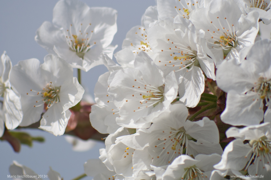 Altländer Apfelblüte