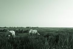 altmodische Camargue...