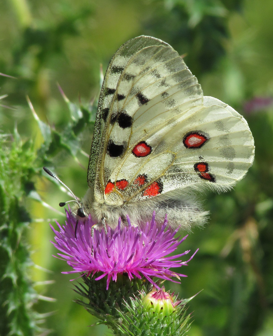 Altmühltal-Apollo, Parnassius apollo, Unterseite,