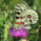 Altmühltal-Apollo, Parnassius apollo, Unterseite,